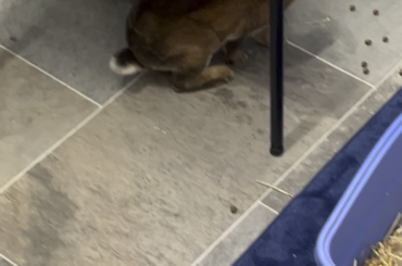 Baby Smoko loves his ball