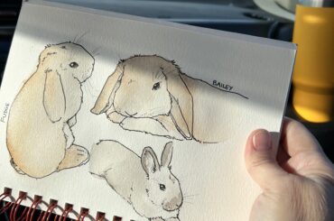 More road trip rabbits