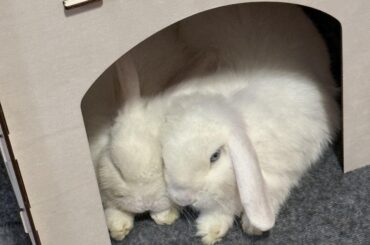 Bunny spay appointment is tomorrow! Wish me and my babies luck 🥲