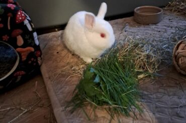 Peed on my new mattress topper