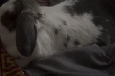 Is my rabbit breathing normally or too fast?