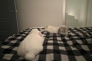 His Royal Highness and miss cottontail