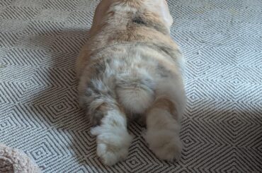 Bun is mad at me for having surgery