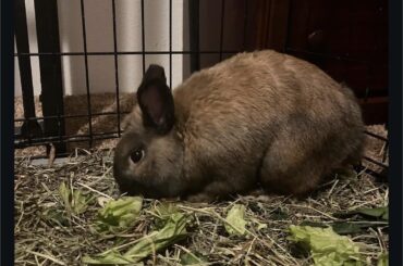 Hi does anyone know what breed Theo is?
