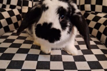 Charlie the model 😍 ✨️ 🖤 🤍