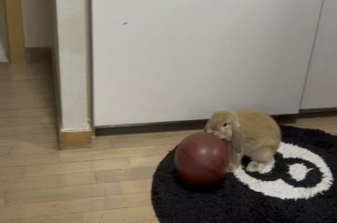 Mocha playing with basketball