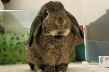 Say hello to Timber!