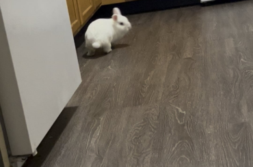 What’s my bunny doing?