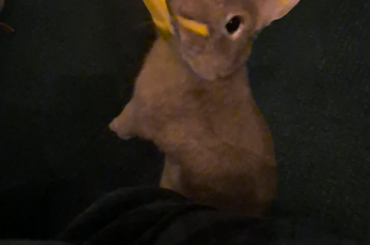 Why is he doing that?