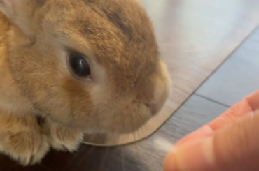Oh, what's this hooman ?