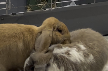 what is the reason behind our female bunny doing this to the male?