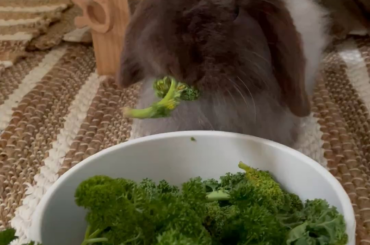 I love watching them munching on dinner ❤️