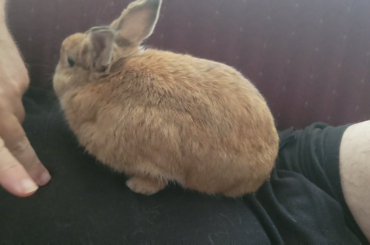 Here. Have more Chester pets cause why not.