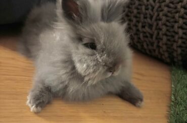 Little Bruce is so fluffy I would like to introduce him 🥹