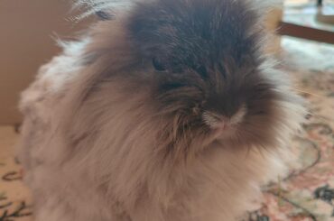Am I being a bad owner?