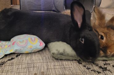 Hoppy International Bunny Day!