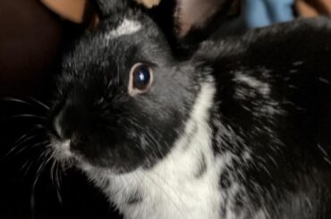 On a scale of 1-10, how boopable is his snoot?