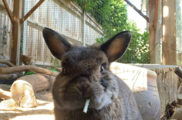 Gingersnap enjoying some dandelion leaves 🥰 He’s 11 but still has the chubbiest cheeks!