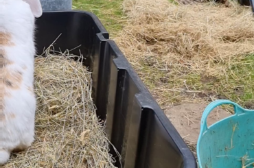 I forgot to shut the hay box😂