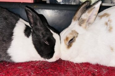 💜Love Buns💜