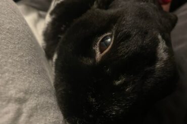 i love having a bunny
