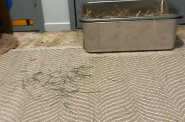 Peri gets confused about her litter box when it’s in a new spot