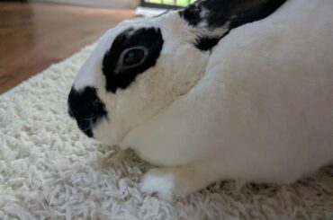 Chillin' Chipster