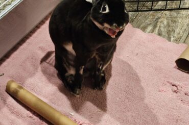 Lily yawning