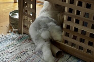 If it fits I sits