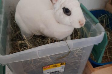 Vet said she's fat