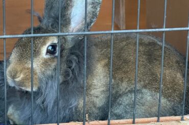 Rescued Lionheads - Looking for advice