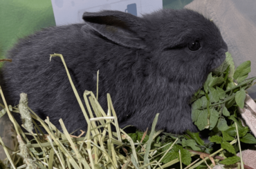 Any clue how old this rabbit might be and which kind of hay it should eat?