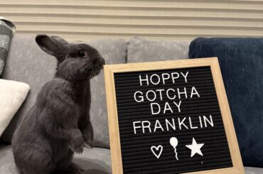Hoppy gotcha day Frank!