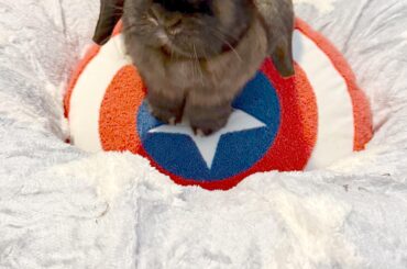 Have no fear, Captain AmeriBun is here!