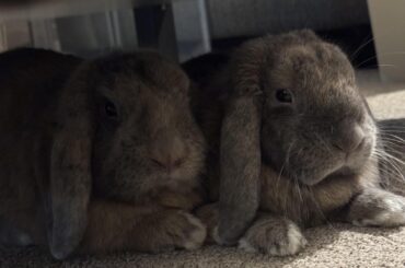 Bonded Pair 🥰