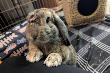 No one prepared me for how sweet a bun could be.
