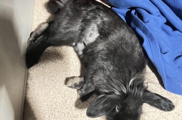 Stopping spay meds early?