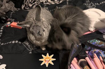 BUNNY AREA IN TINY APARTMENT