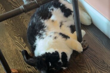 Any expected issues bonding two buns of different size/breed?