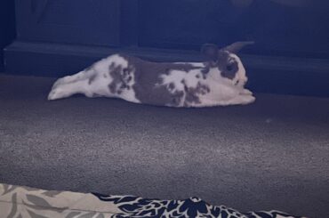 Bella