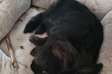 Ozzy had a hard day's work at their bunstruction job today