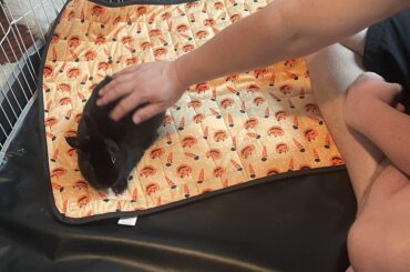 Female Rabbit Spraying
