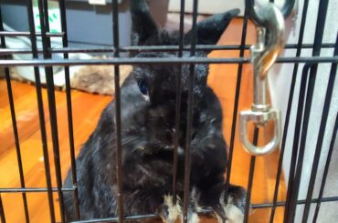 "Release Fang immediately, hooms."