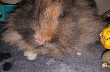 Human? Yes you. Admire my fur 😌