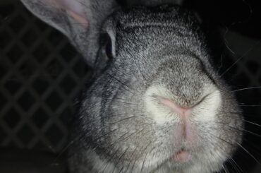 Accidentally took a pic with flash- he was a bit curious lol