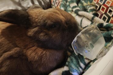 Rabbit nasal abscess adviced