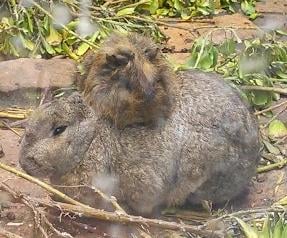 Long ago, our rabbit would always let our guinea pig sit ontop of him like this, was this normal?