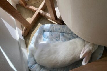 His favorite corner in our apartment