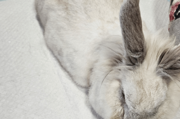 Help! Need a second opinion about an abscess