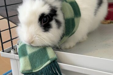 buttonthebunny